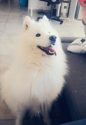 Yuki