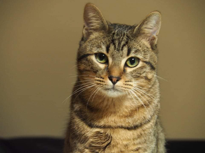 Sirius