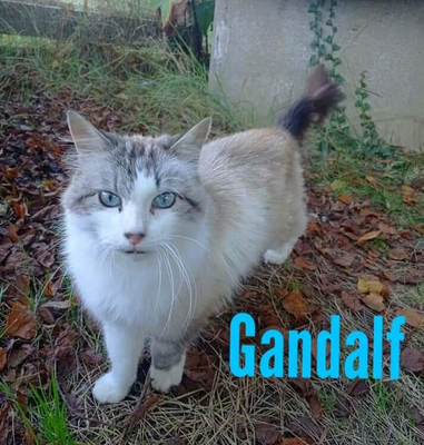 Gandalf