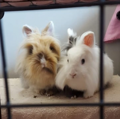 Rey et leïa