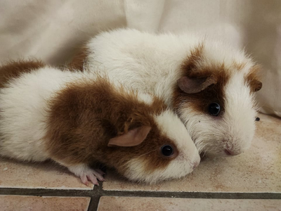 Willow et cookie