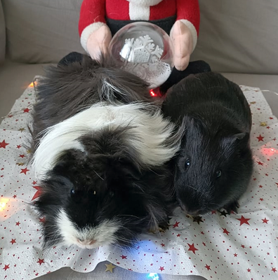 Sirius et vlad