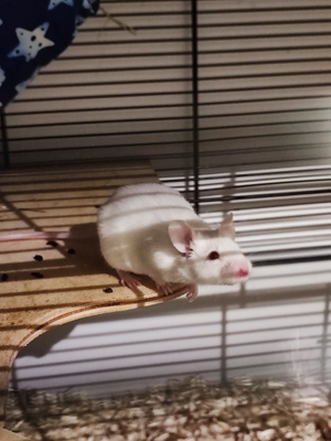 Léon