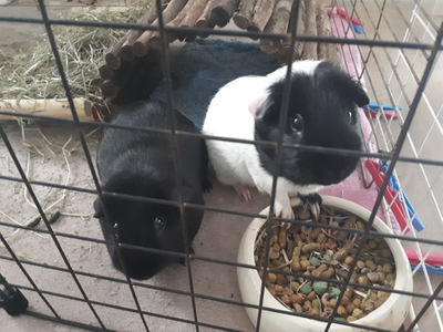 Caillou et oscar