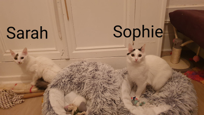 Sophie