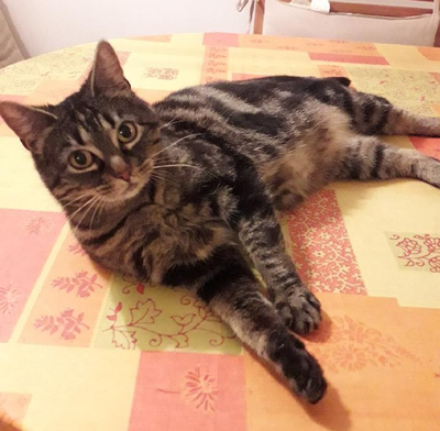 Nouchka