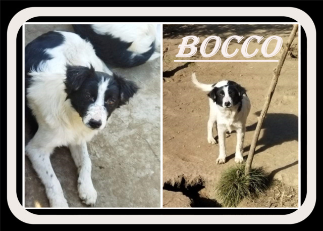 Bocco