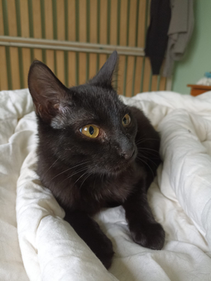 Sirius