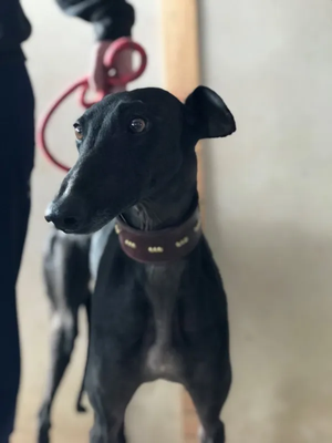 Sheila