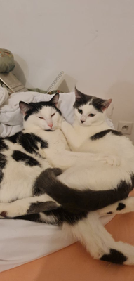Tikkie et tonx