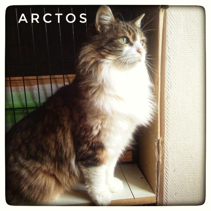 Arctos