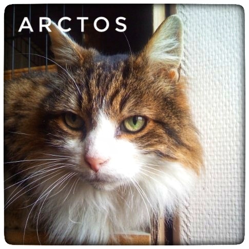 Arctos
