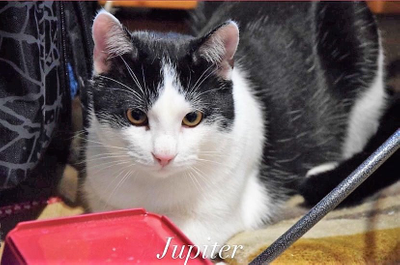 Jupiter & orphée