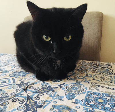 Zorro