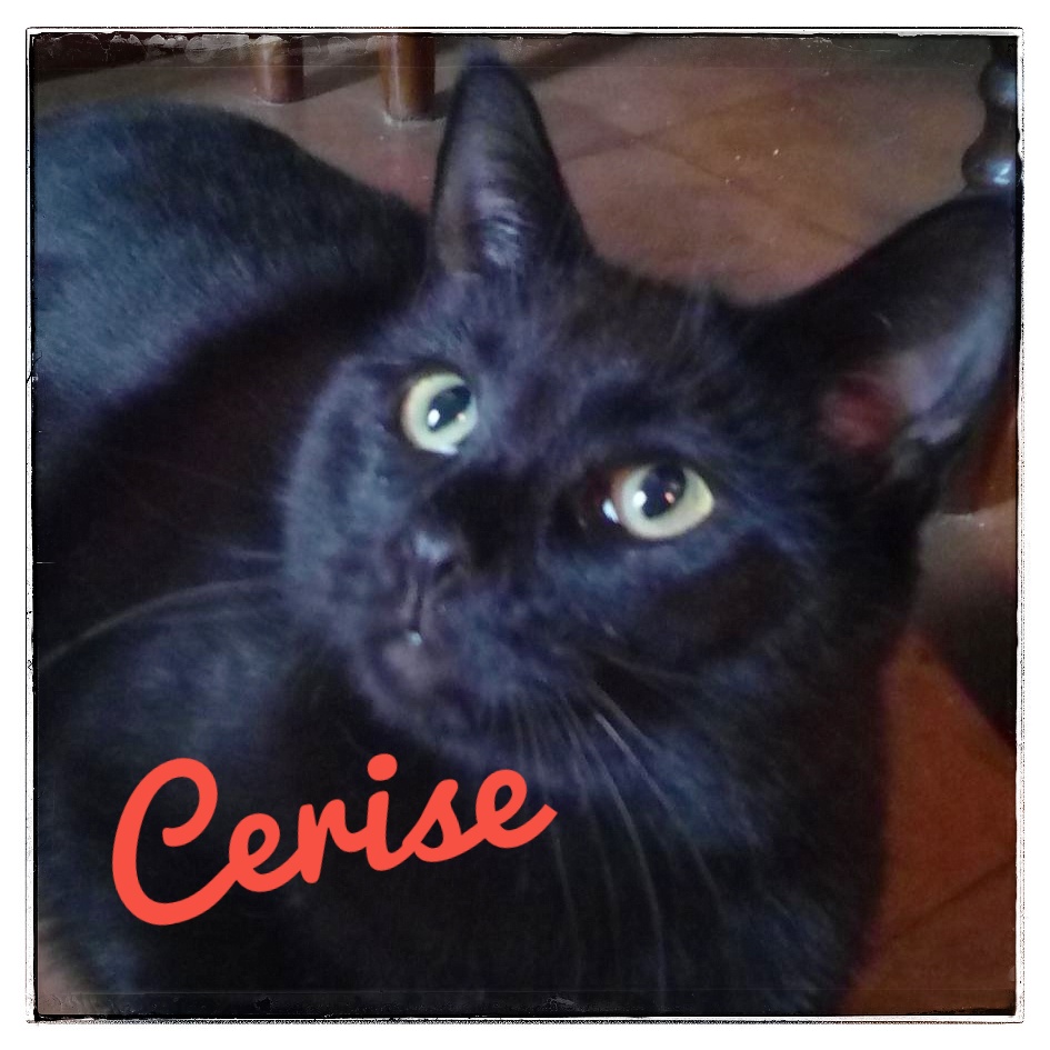 Cerise