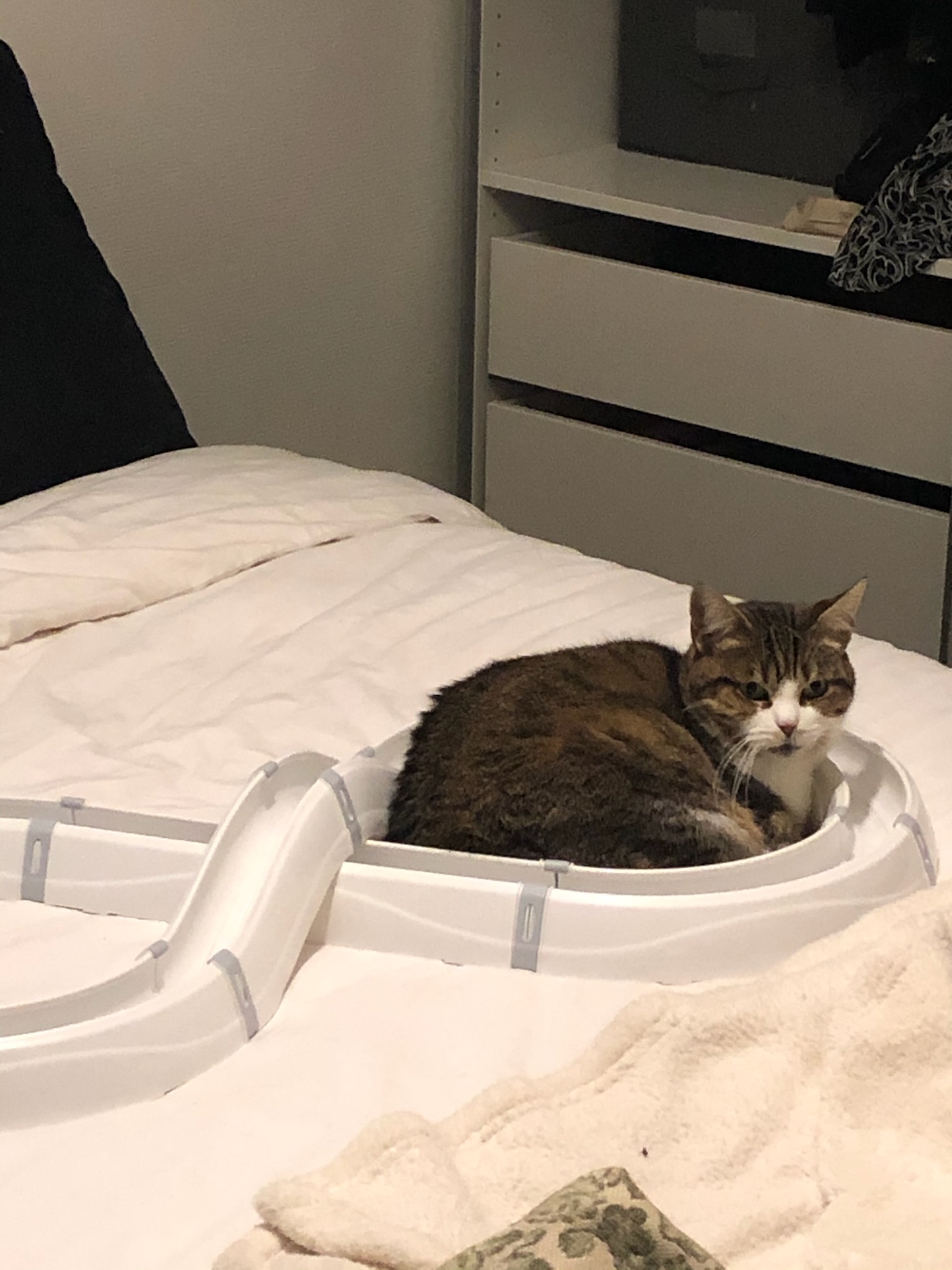 Suzie