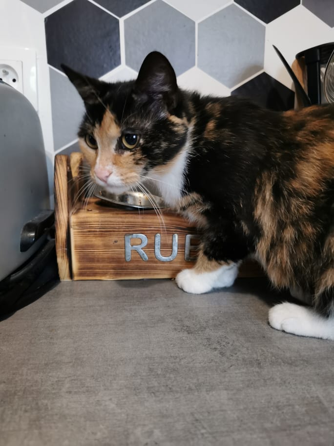 Arya