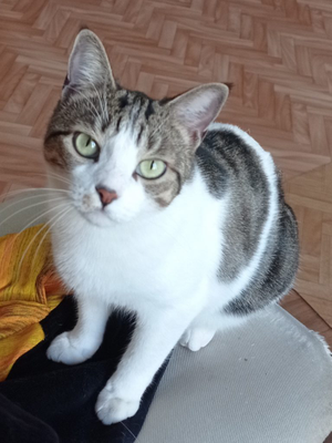 Fifie
