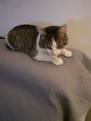 Leon