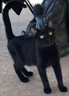 Nico