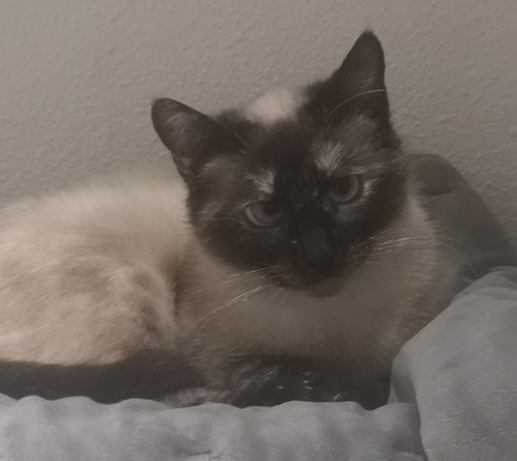 Vanille