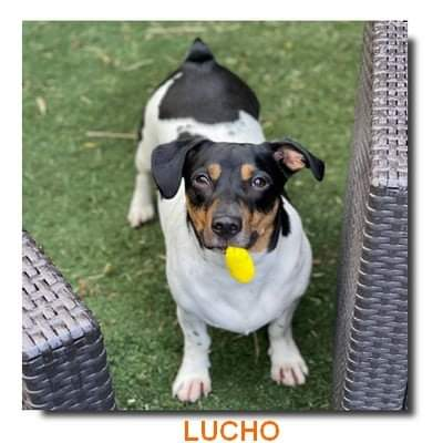 Lucho