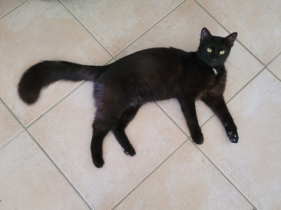 Balou