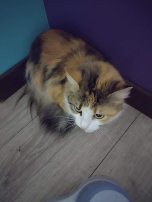 Bouboule