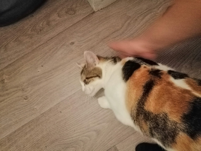 Mamoune