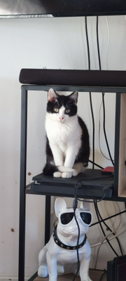 Pumba