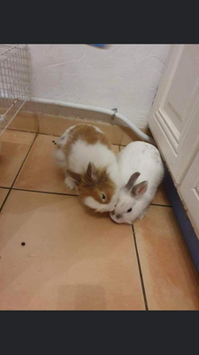 Lali et lola