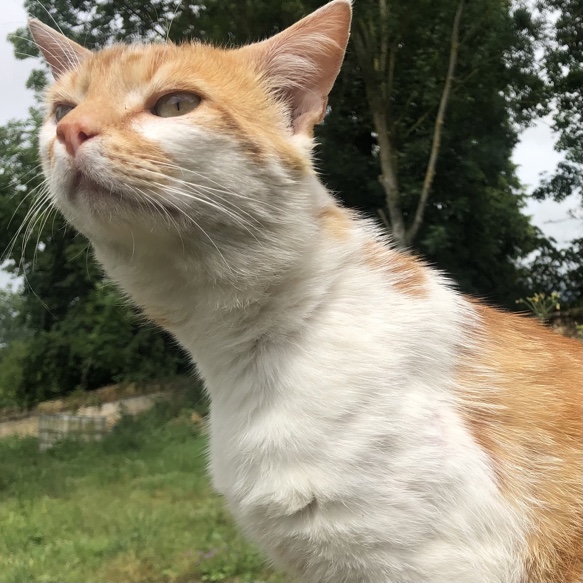 Mimi