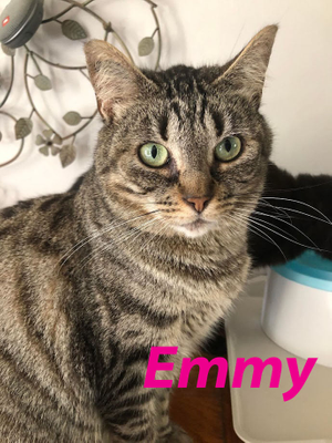 Emmy