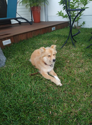 Kaliko