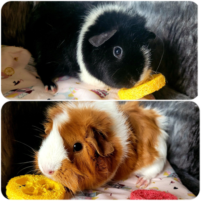 Tagada et rosie 