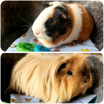 Paf & pollux 