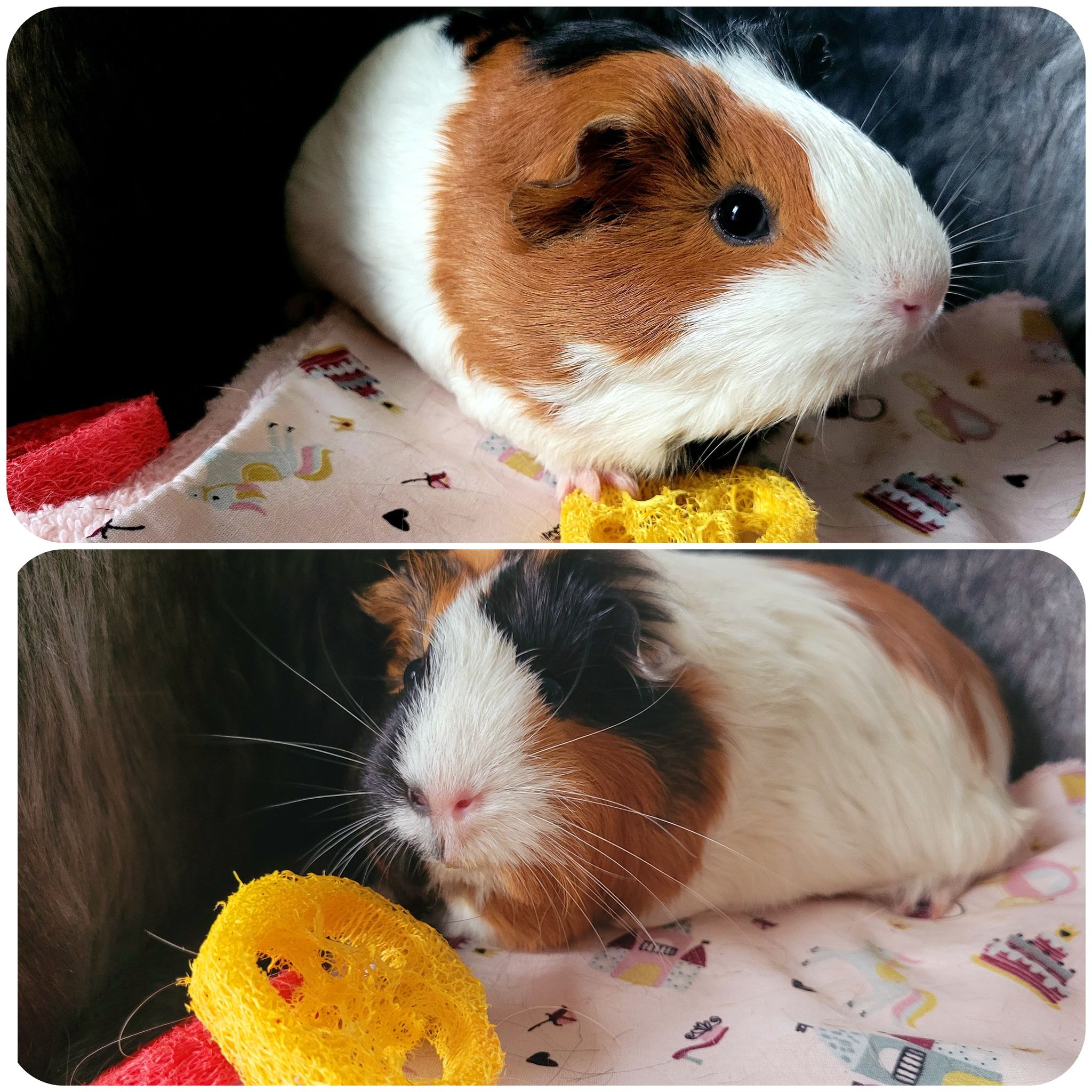 Opale & héra 