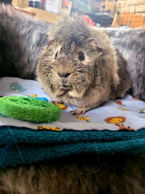 Biscuit