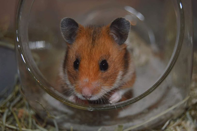 Hamster