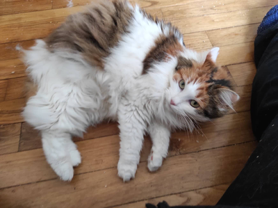 Mirabelle