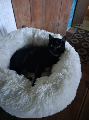 Myrtille