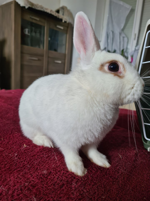 Abby