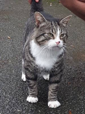 Gavroche