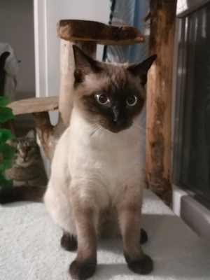 Sven