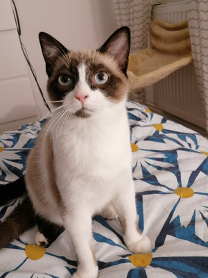 Freja