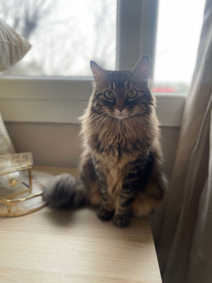 Naya