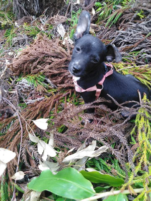 Pongo