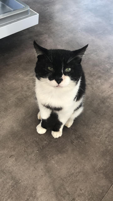 Guinness