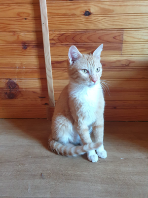 Saphir