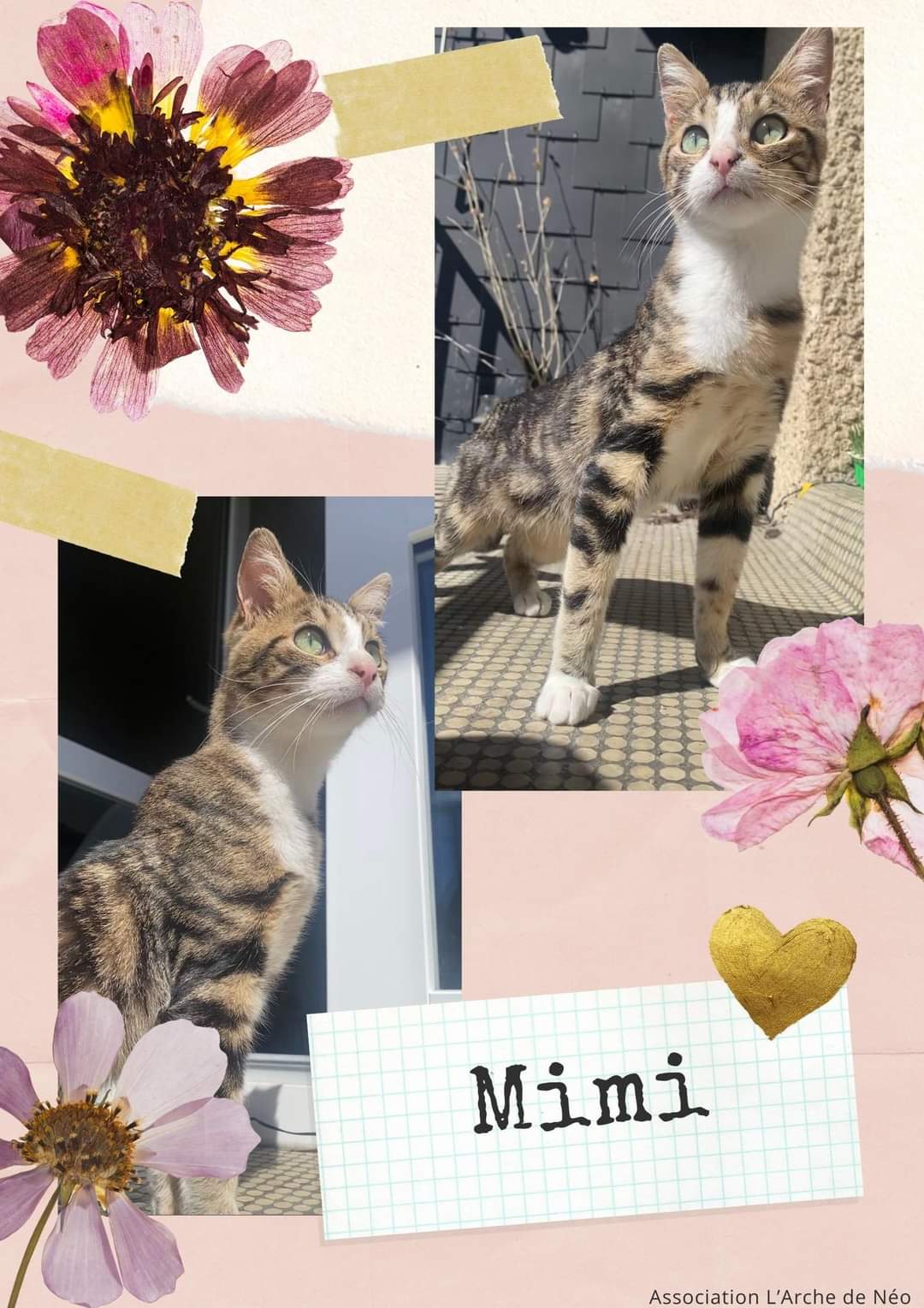 Mimi
